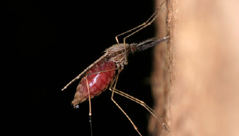 シナハマダラカ