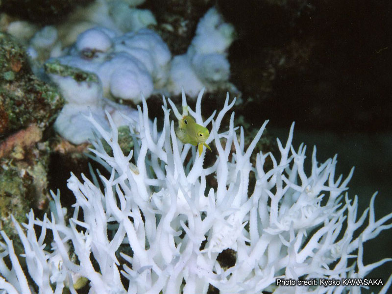 沖縄瀬底島白化したサンゴ