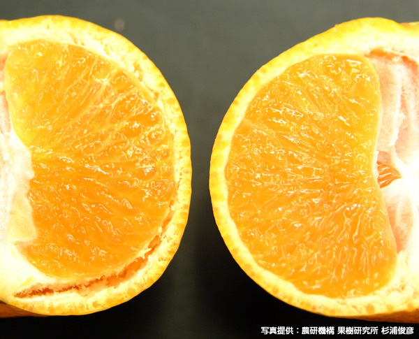 秋季の高温多雨で発生するミカンの浮皮