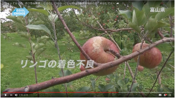 リンゴの着色不良（富山県）